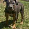 American bully female pup