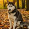 Gerberian Shepsky