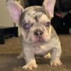 lilac and tan merle male puppy available