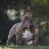 Female american bully pup