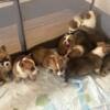 Corgis puppy for sale