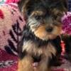 Gorgeous Yorkie Puppies Available