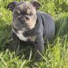 English Bulldogs