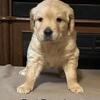 AKC Golden Retriever Puppies available November 1st