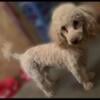 Large toy poodle female senior