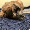 Soft Coated Wheaten Terrier puppies