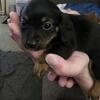 Chiweenie Puppies