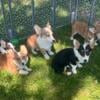 Corgi puppies for sale in Ohio