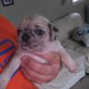 Male Pug Puppy ready for new home