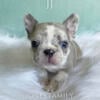 AKC French Bulldog Puppies Males and Females Frenchies