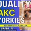 AKC Yorkies *Champion* Father, Health Guarantee, References