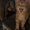 Free orange kittens males born may 17