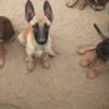 Malinois Puppies for sale.  These puppies range in color from tan/red with black mask to darker coloring