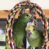 Amazon Parrots (Hand-fed and Parent Fed)