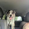 15 month Neutered border collie 