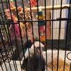 Hand raised baby cockatiels