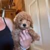 Beautiful Mini Goldendoodle Puppies