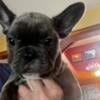 French Bulldog male blue brindle