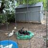Ducklings
