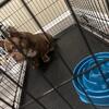 Micro bully