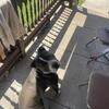 Looking for American Pit Bull Terrier female 