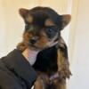 yorkie male puppy for sale