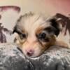 Mini Australian shepherd 