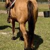 Big Gentle Gelding a diamond in the rough