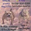 Micro American Bulky puppies