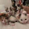 Adorable male and female Purebred munchkin kitten 