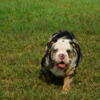 ExoticPurebred ENGLISH BULLDOG Pups★DEAL✓★