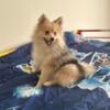 10 Month old AKC Male Pomeranian