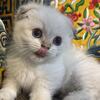 Munchkin 