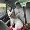 AKC long hair French bulldog.