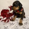 European Dobermans Pinschers