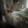 Sweet Bunny for sale
