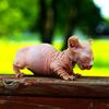 Newborn Female Hairless Dwelf - Sphynx Elf Bambino & Dwelf - SphynxKing.Com