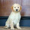 Stunning Mini Goldendoodle Puppies