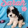 Cavapoo Babies! Super sweet & tiny! Ready now!!