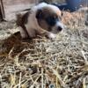 Corgi puppies for sale (cowboy corgi)