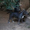 Free to great homes only! 7 month old American bullys