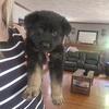 Puppies!