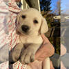 Labrador Retriever Litter of Puppies 
