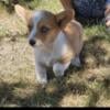 Short and long hair Corgi Puppies