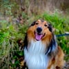 Three Year Old Male Shetland Sheepdog/Sheltie