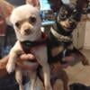 Chihuahua Pups In Time For Christmas