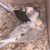 Cockatiels