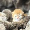 British shorthair long hair gold golden kitten