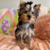 Cherri. Yorkshire Terrier NC