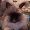 English angora rabbits